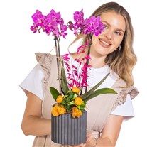 Velvet Magenta Çift Dal Orkide
