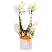 Ivory Touch Seramikte Orkide