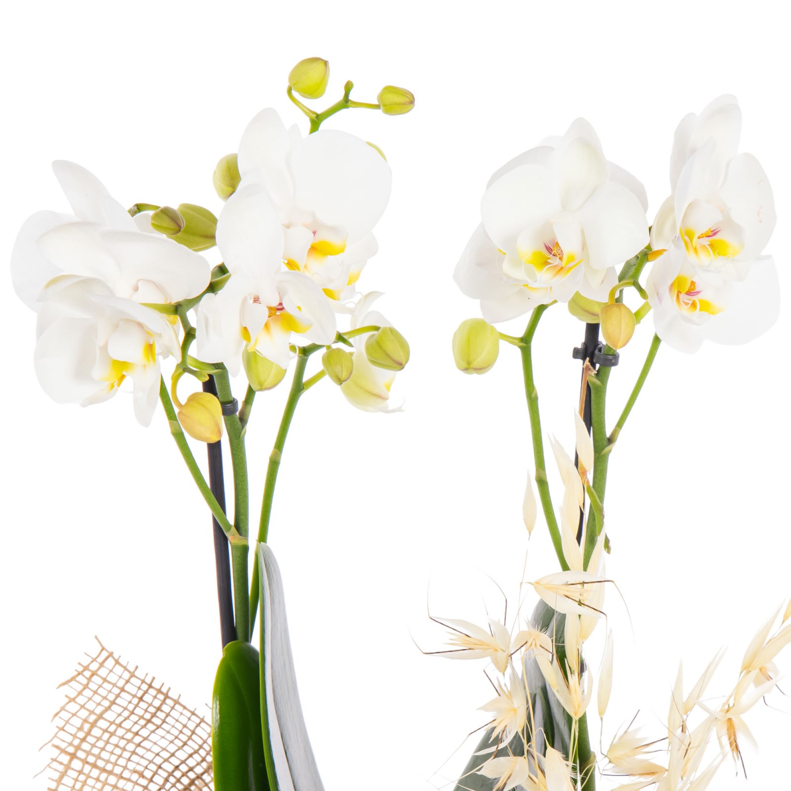 Ivory Touch Seramikte Orkide
