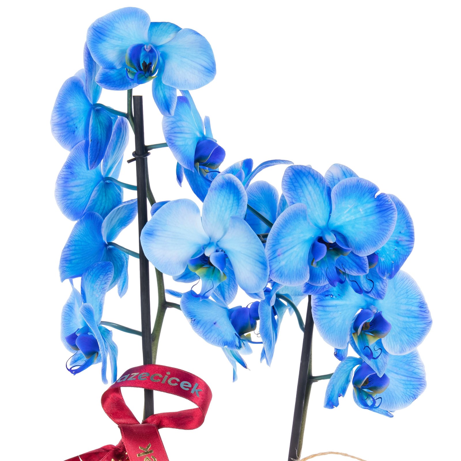 Deep Sapphire Seramikte Orkide