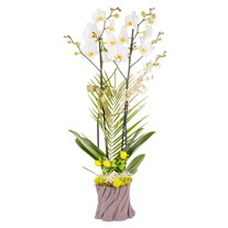 Lemon Wood Çift Dal Beyaz Orkide