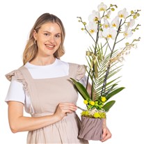 Lemon Wood Çift Dal Beyaz Orkide