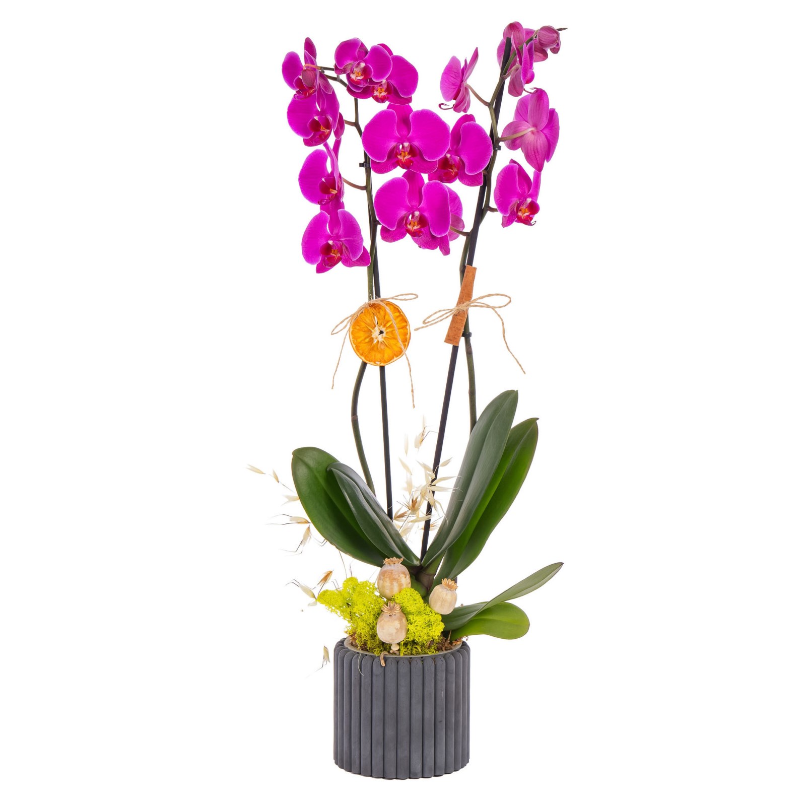 Dark Fuchsia Seramikte Orkide