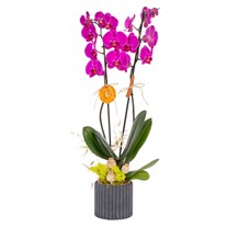 Dark Fuchsia Seramikte Orkide