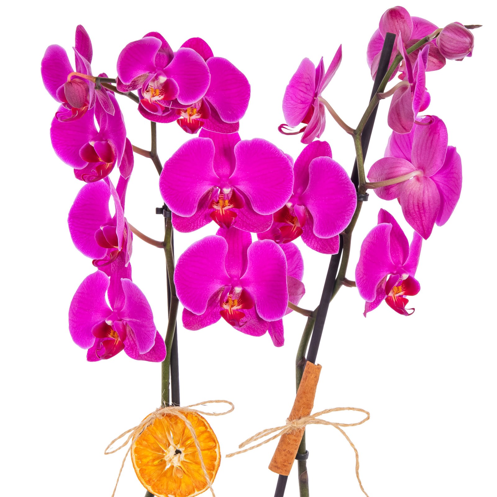 Dark Fuchsia Seramikte Orkide