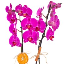 Dark Fuchsia Seramikte Orkide