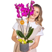 Dark Fuchsia Seramikte Orkide