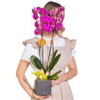 Dark Fuchsia Seramikte Orkide