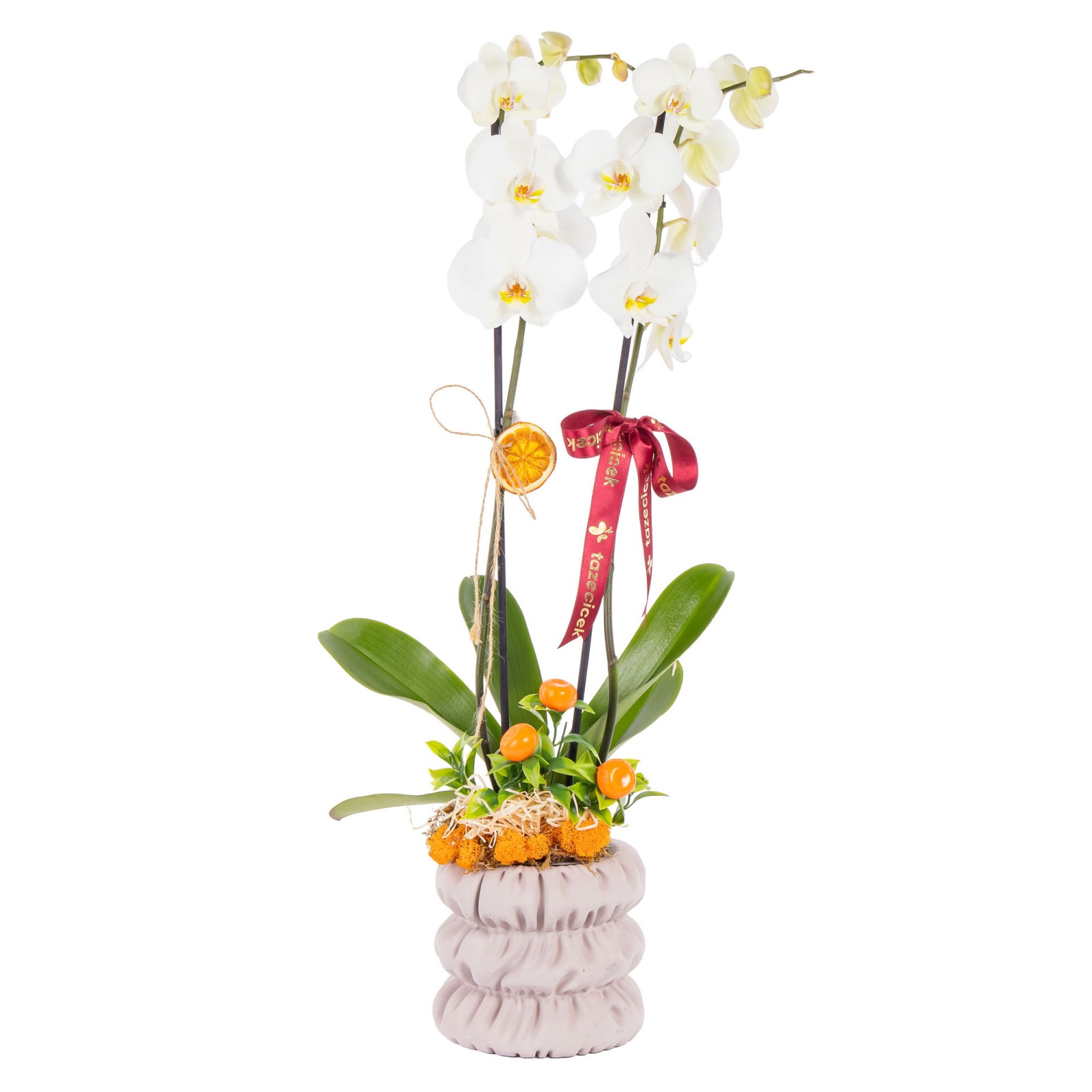 Botanical Pearl Seramikte Orkide