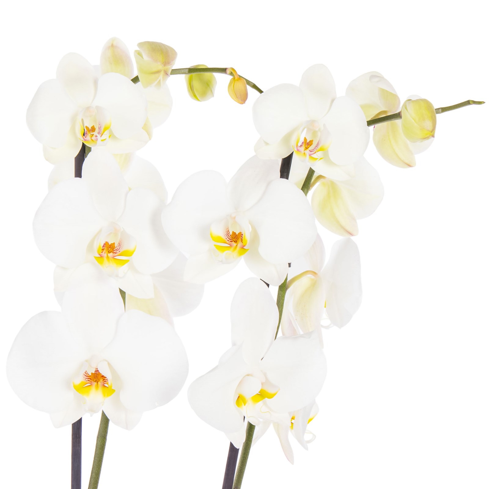 Botanical Pearl Seramikte Orkide