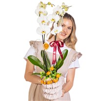 Botanical Pearl Seramikte Orkide