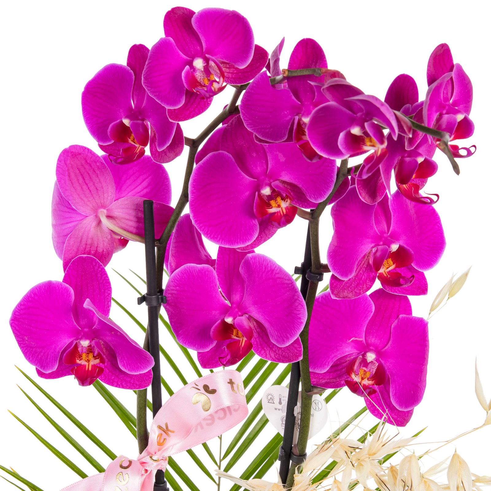 Lotus Magenta Seramikte Orkide