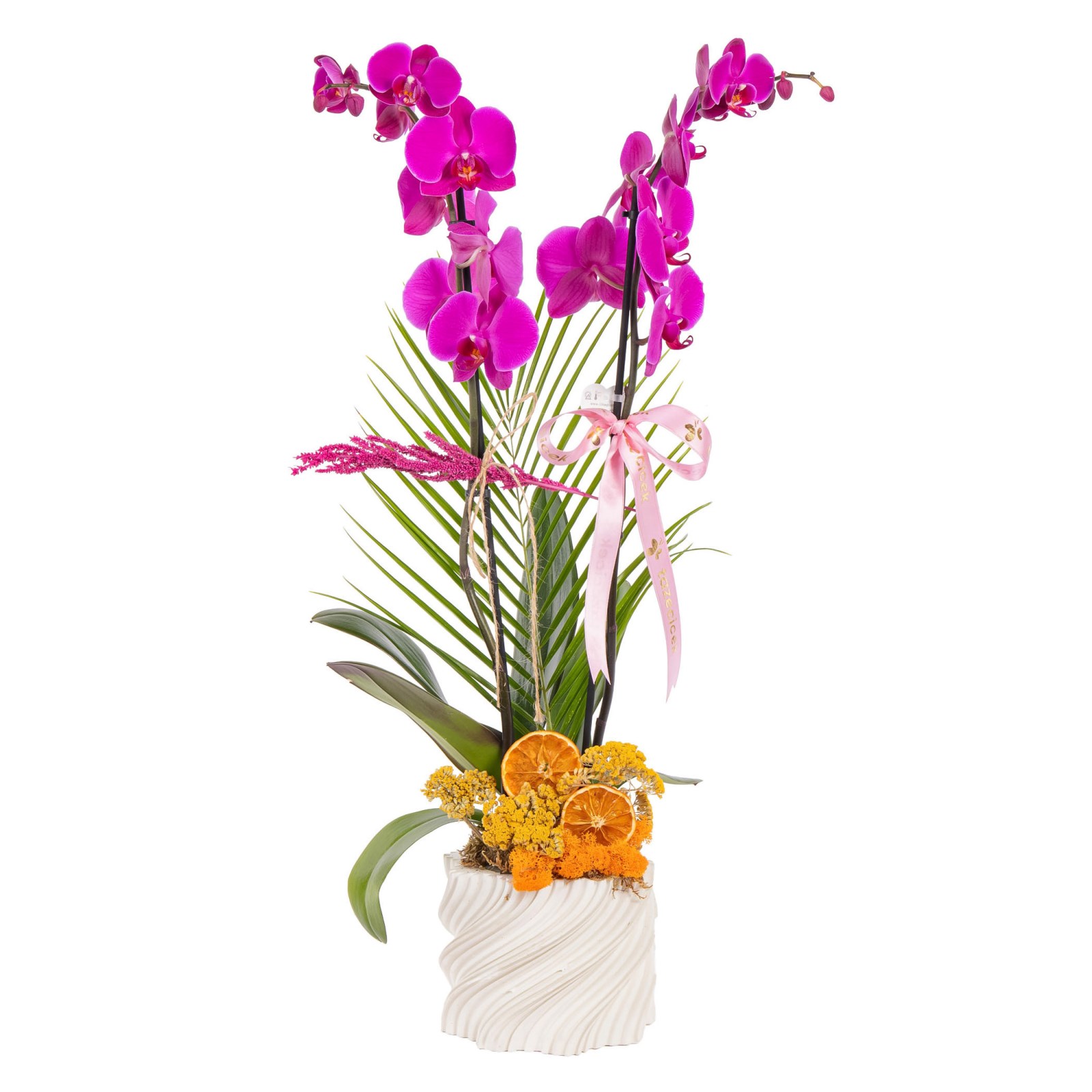 Spiral Fuchsia Çift Dal Orkide