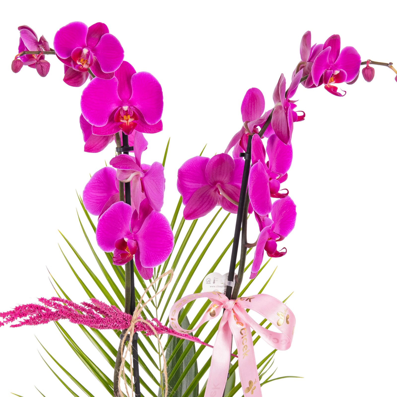 Spiral Fuchsia Çift Dal Orkide