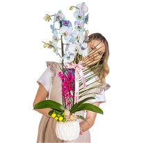 Pastel Azure Çift Dal Orkide