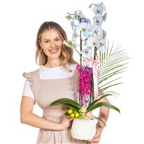 Pastel Azure Çift Dal Orkide