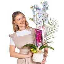 Pastel Azure Çift Dal Orkide