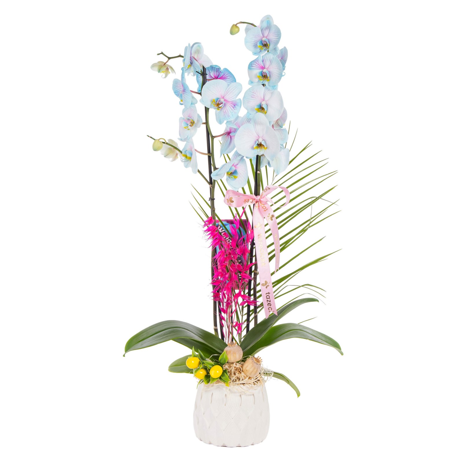 Pastel Azure Çift Dal Orkide