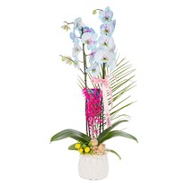 Pastel Azure Çift Dal Orkide