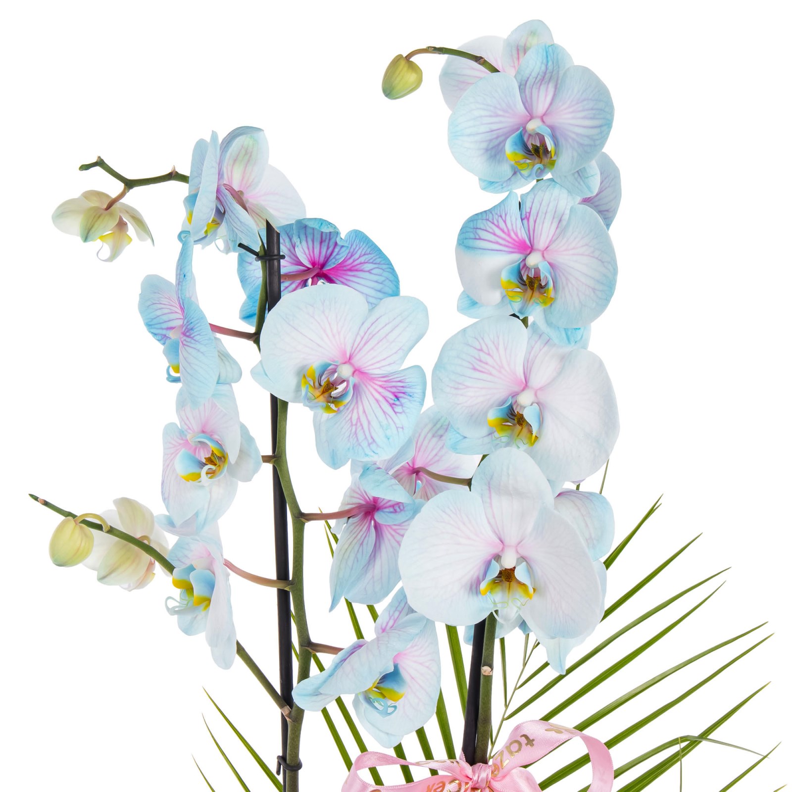 Pastel Azure Çift Dal Orkide