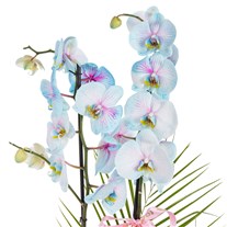 Pastel Azure Çift Dal Orkide