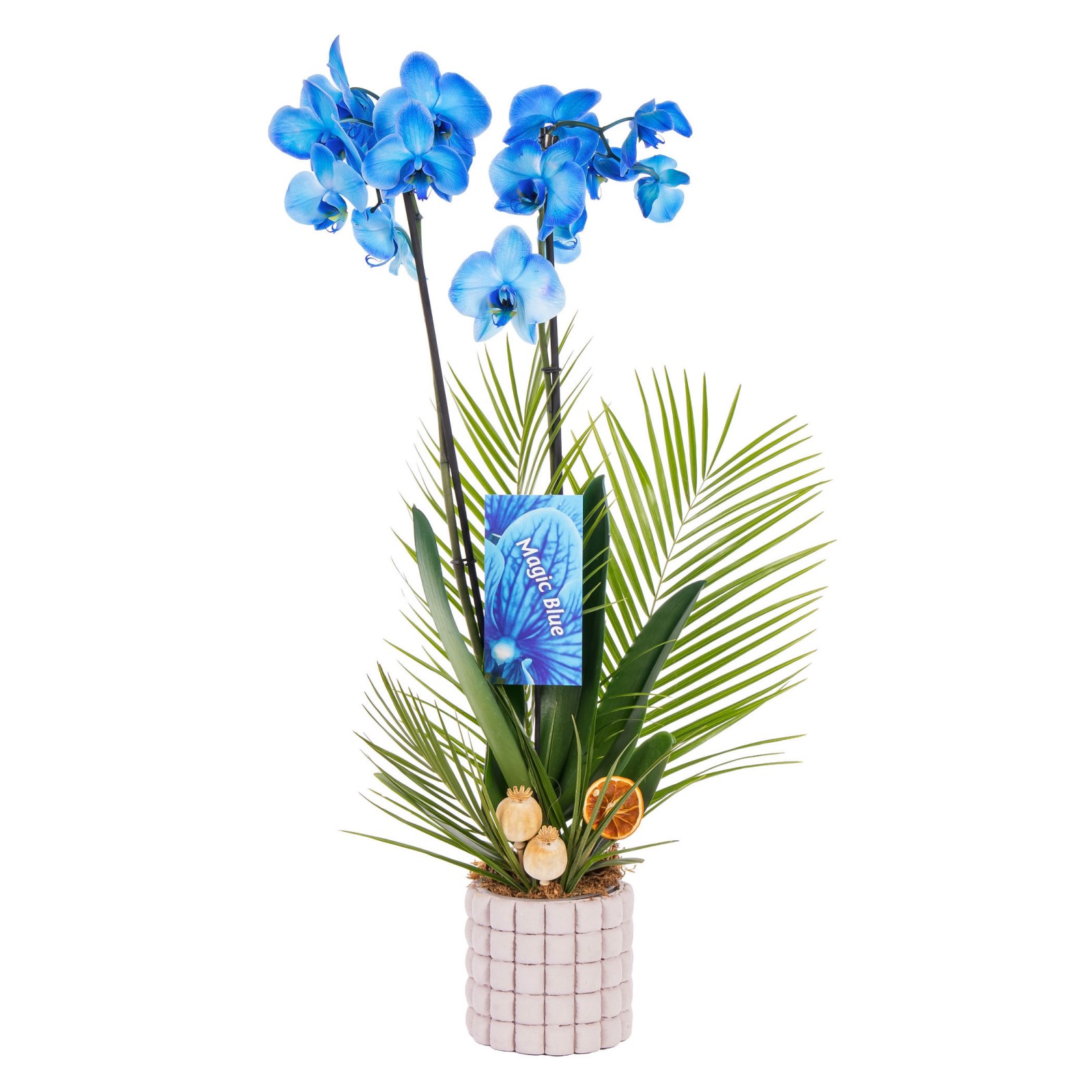Blue Lagoon Seramikte Orkide
