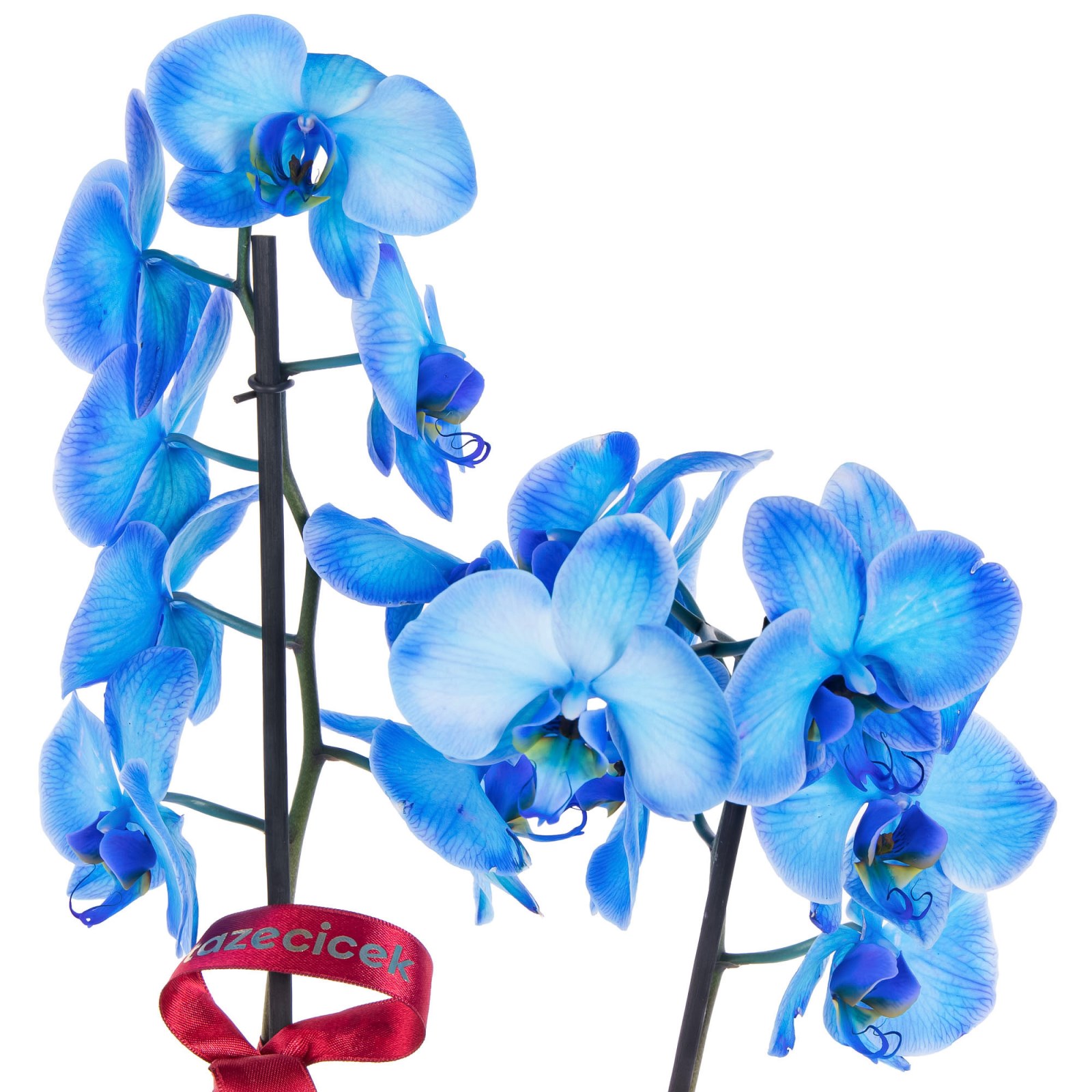 Opal Indigo Seramikte Orkide