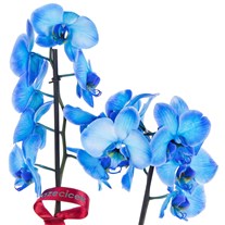 Opal Indigo Seramikte Orkide