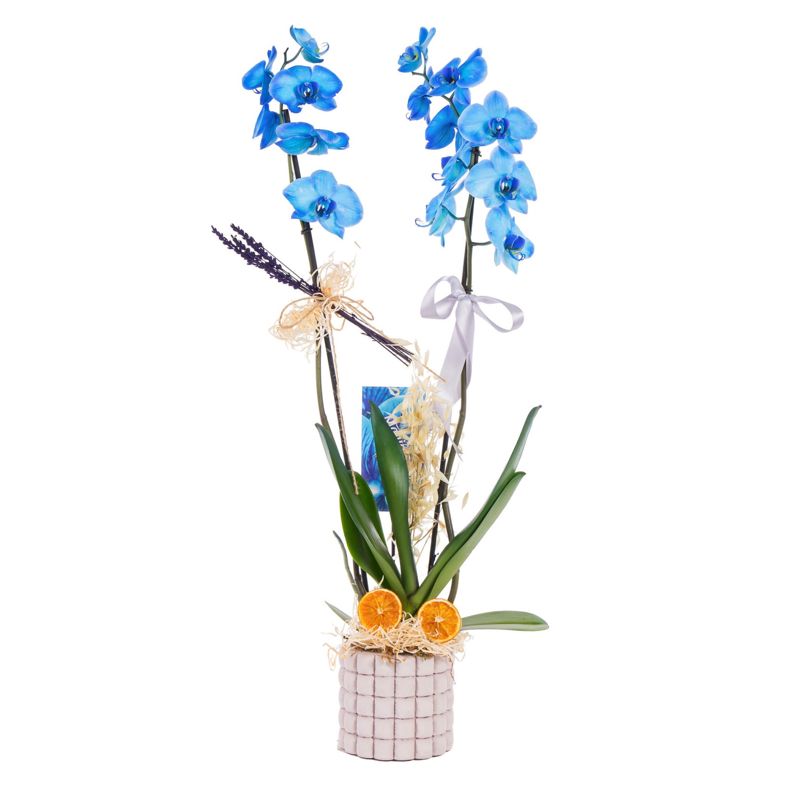 Crystal Blue Seramikte Orkide