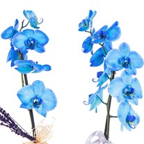 Crystal Blue Seramikte Orkide