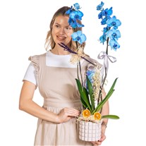 Crystal Blue Seramikte Orkide