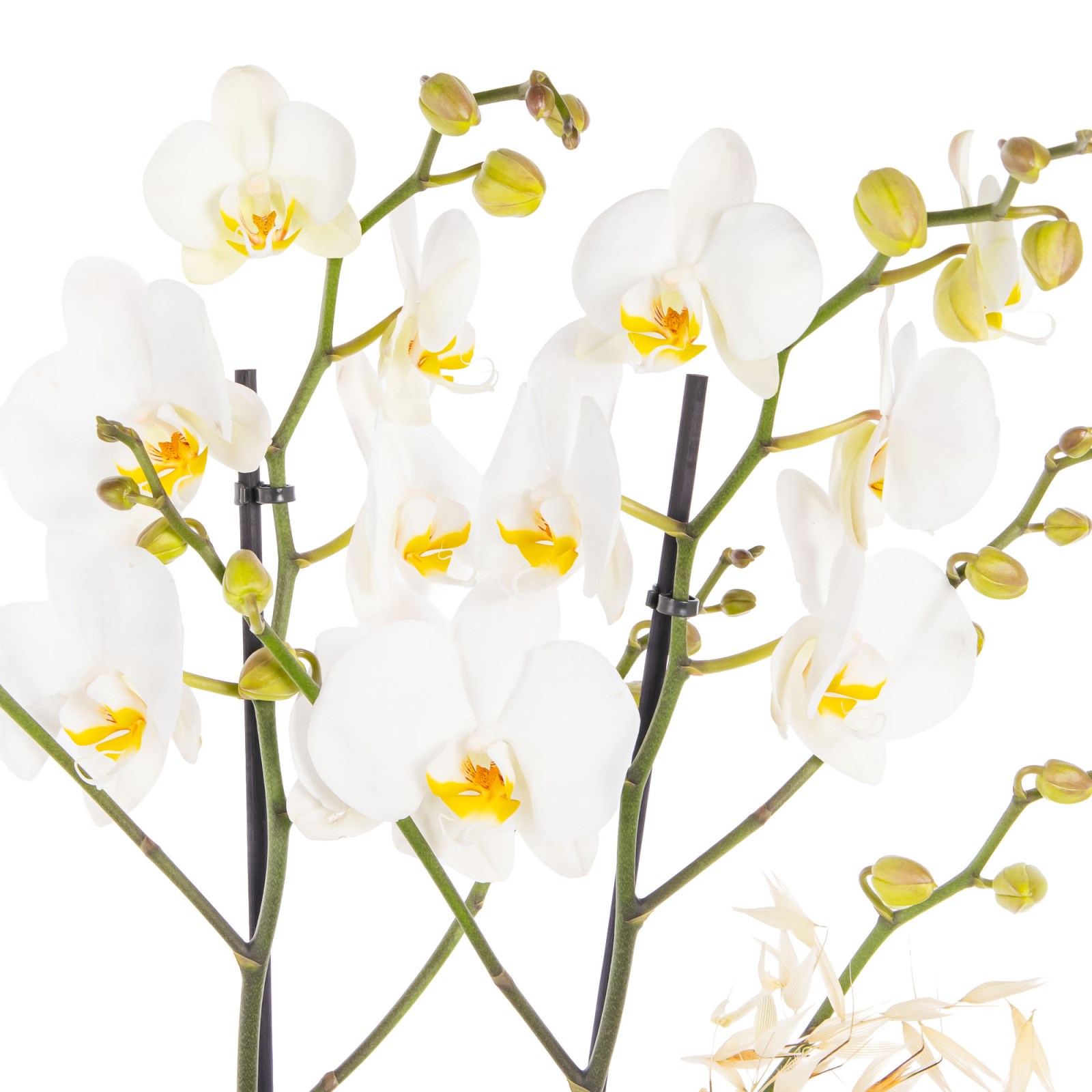 Botanical Ivory Seramikte Orkide