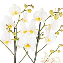 Botanical Ivory Seramikte Orkide