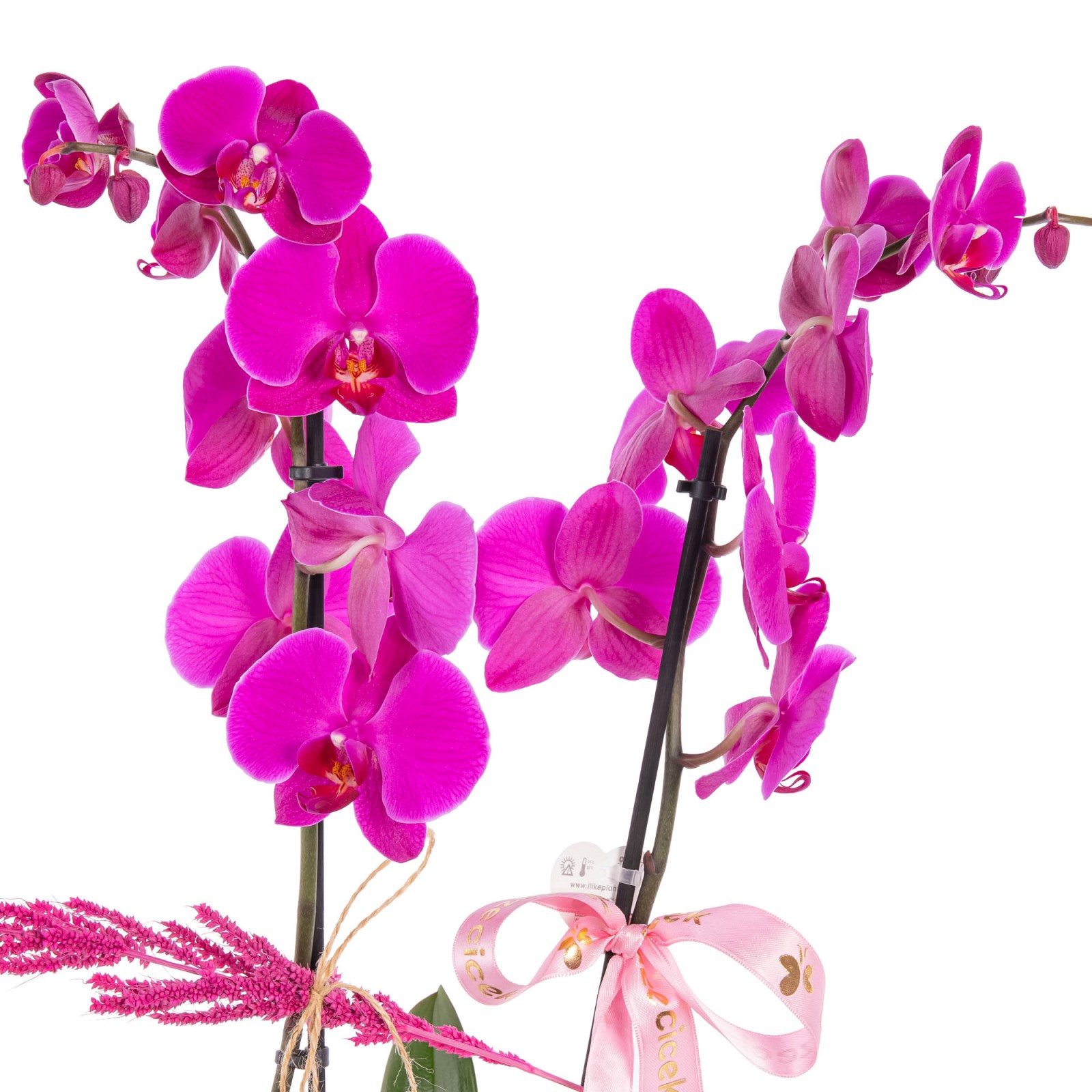 Rosy Forest Seramikte Orkide
