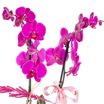 Rosy Forest Seramikte Orkide