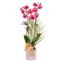 Burlap Berry Çift Dal Orkide