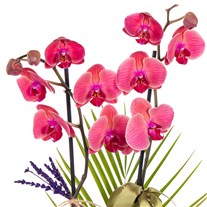 Burlap Berry Çift Dal Orkide