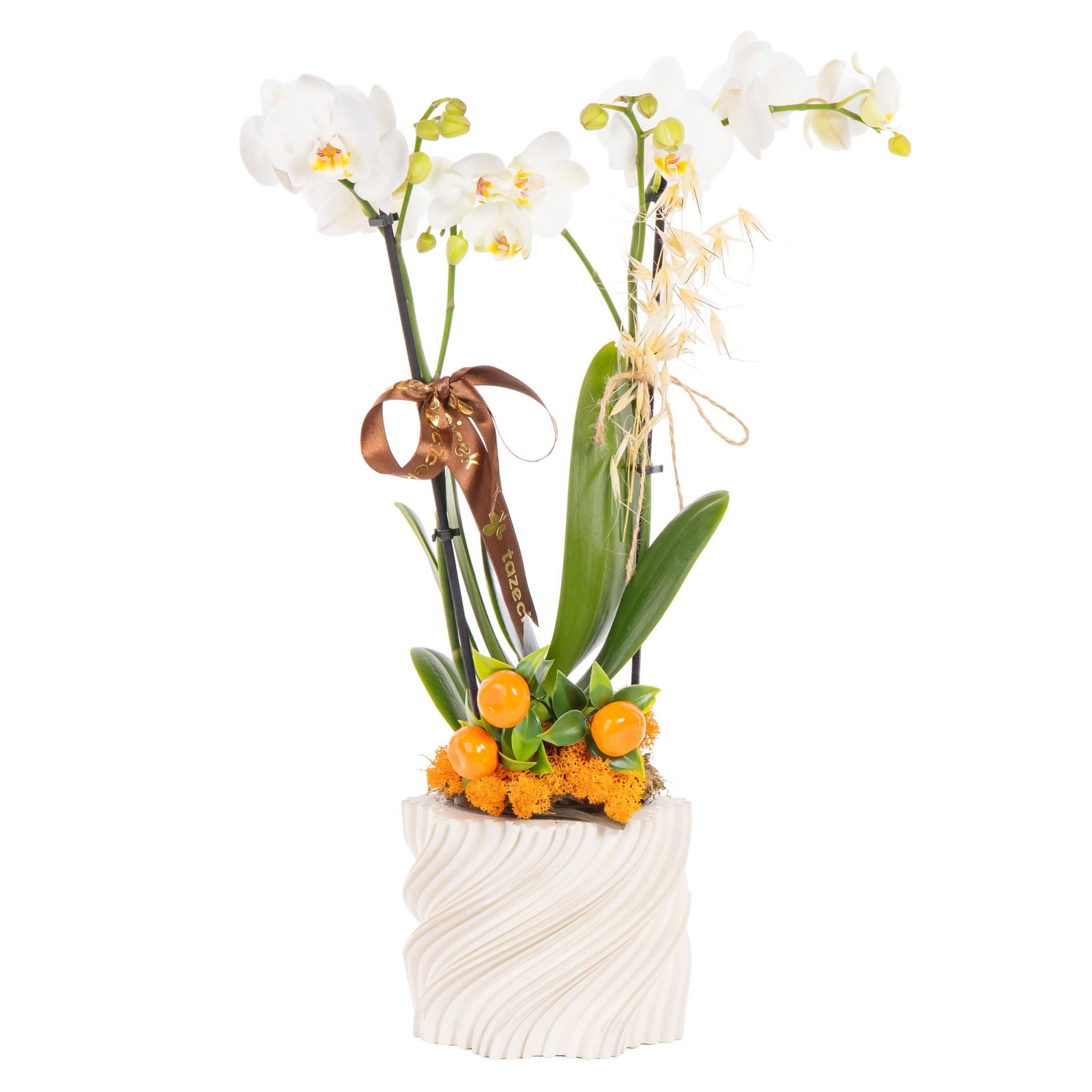 Hazel Swirl Seramikte Orkide