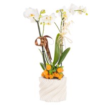 Hazel Swirl Seramikte Orkide