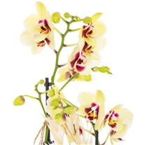 Golden Harvest Çift Dal Orkide