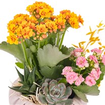Naturel Bloom Kalanşo Aranjmanı