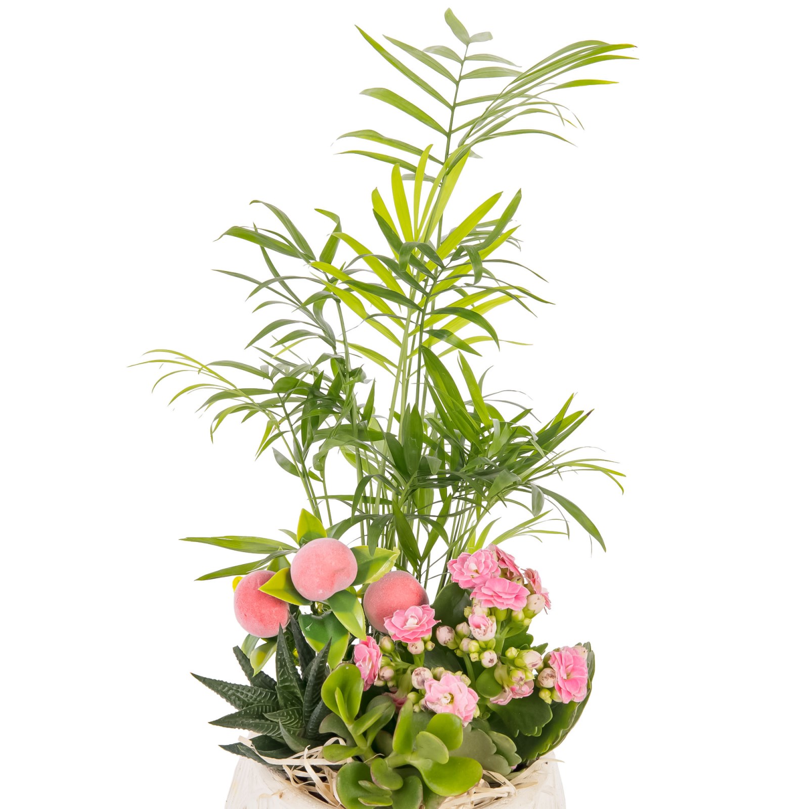 Botanical Charm Sukulent Aranjmanı