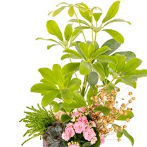 Earthy Rosy Şeflera Aranjmanı