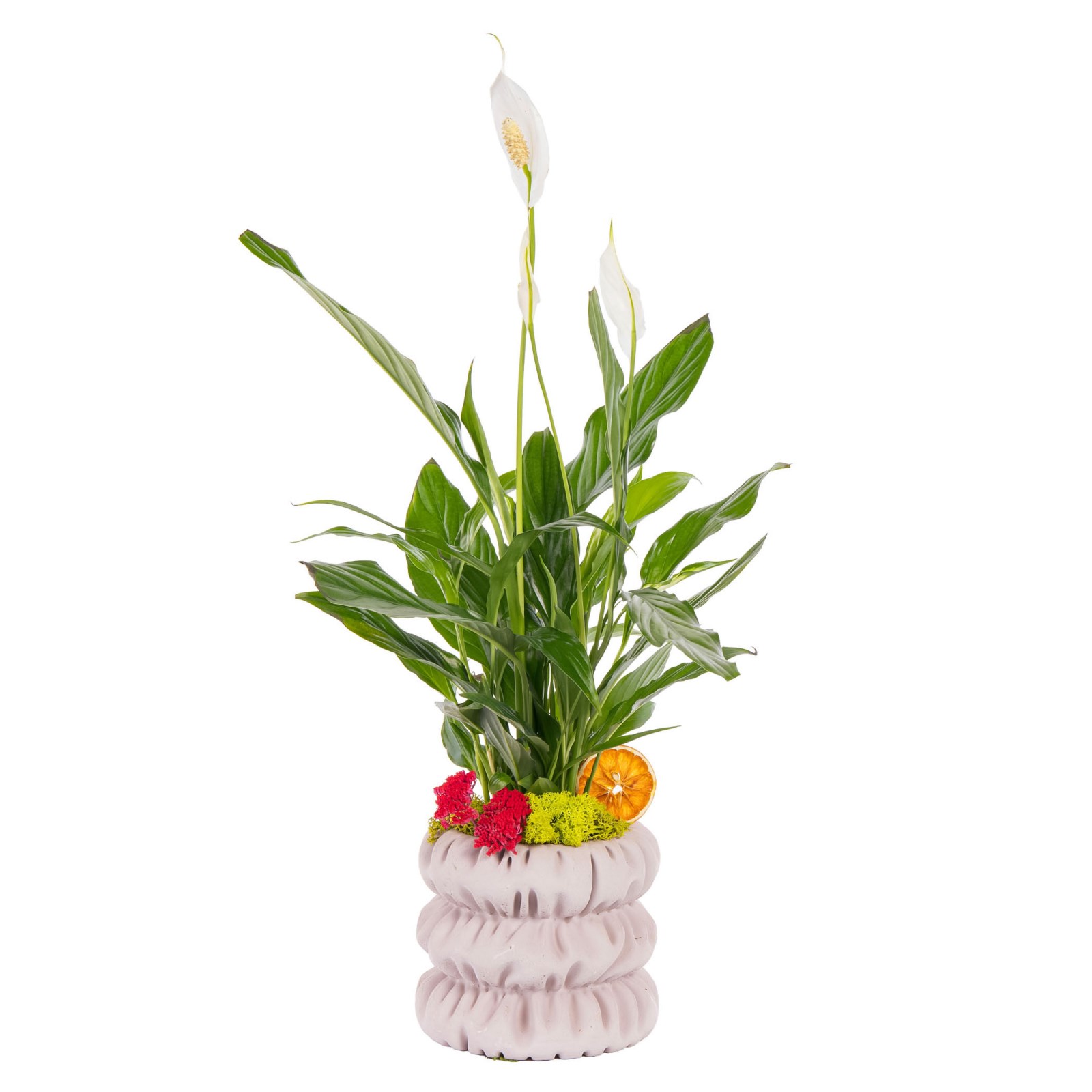 White Bloom Spatifilyum Aranjmanı