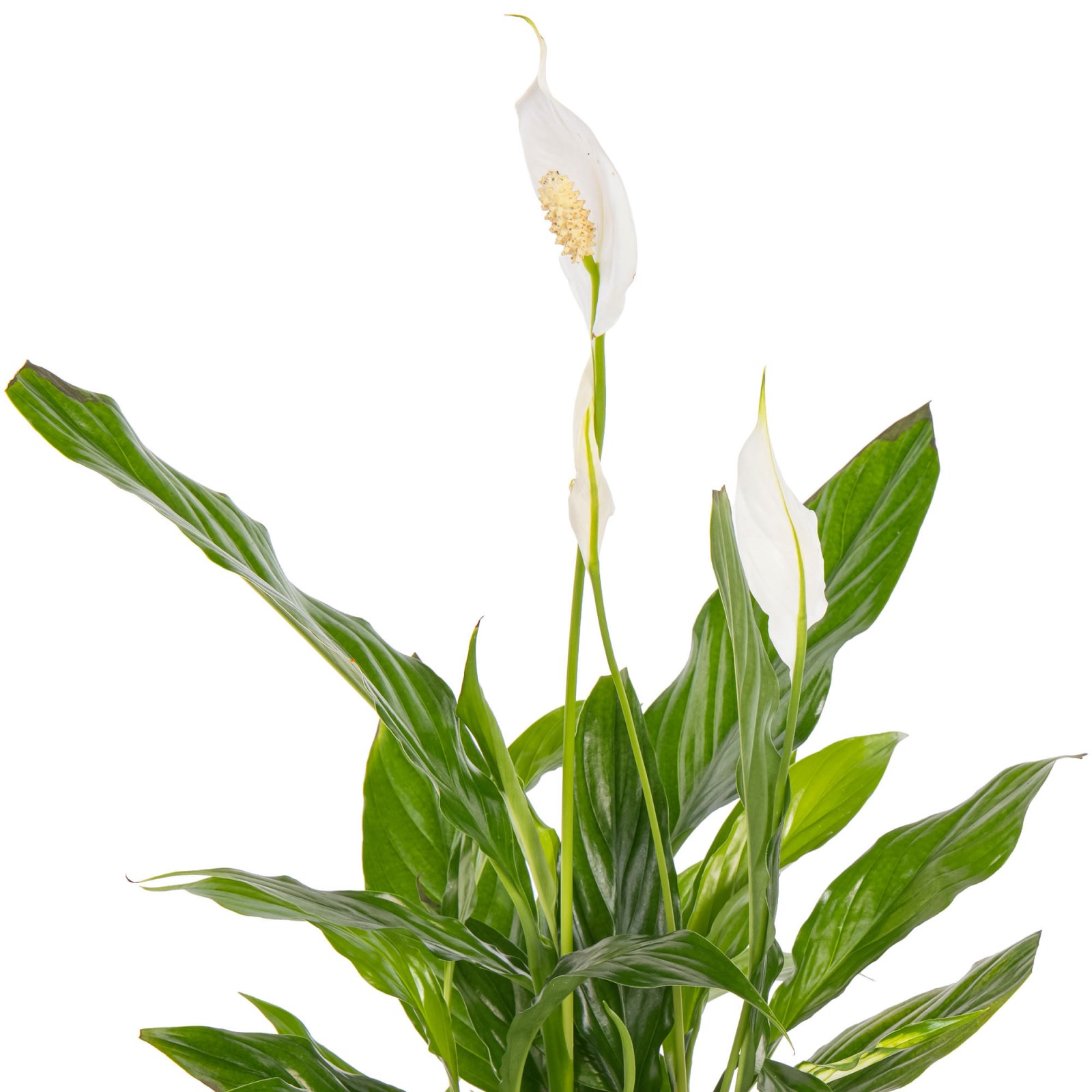 White Bloom Spatifilyum Aranjmanı