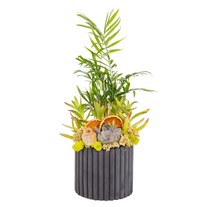 Charcoal Garden Areka Aranjmanı