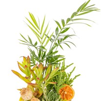 Botanical Mix Areka Aranjmanı