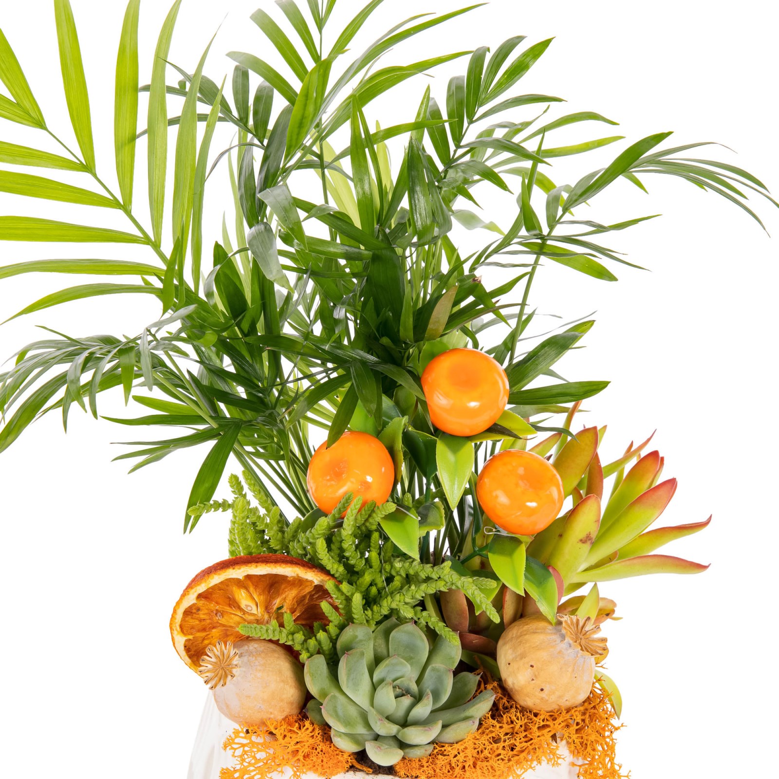 Citrus Jungle Areka Aranjmanı