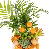 Citrus Jungle Areka Aranjmanı