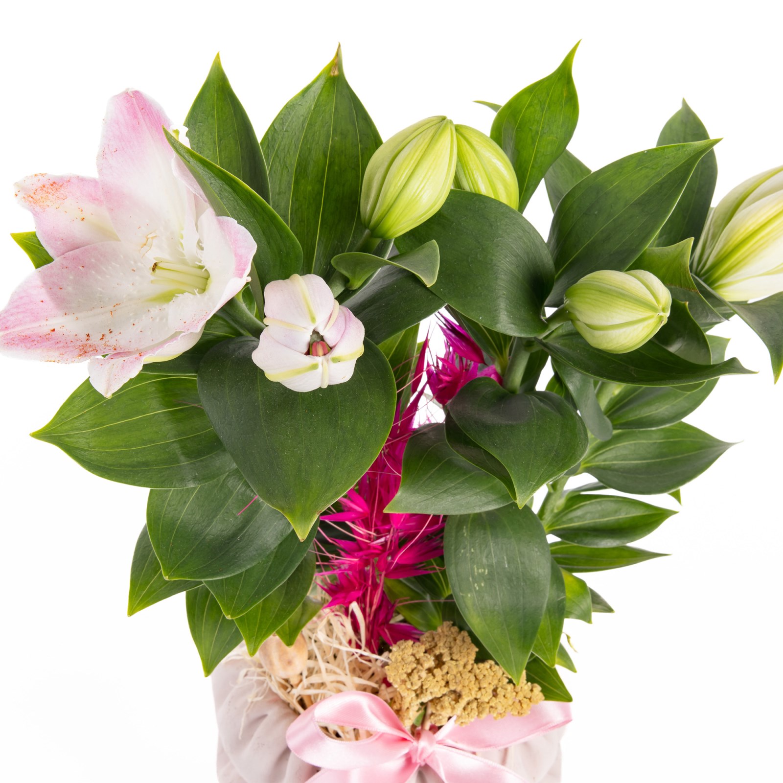 Pink Whisper Pembe Lilyumlar